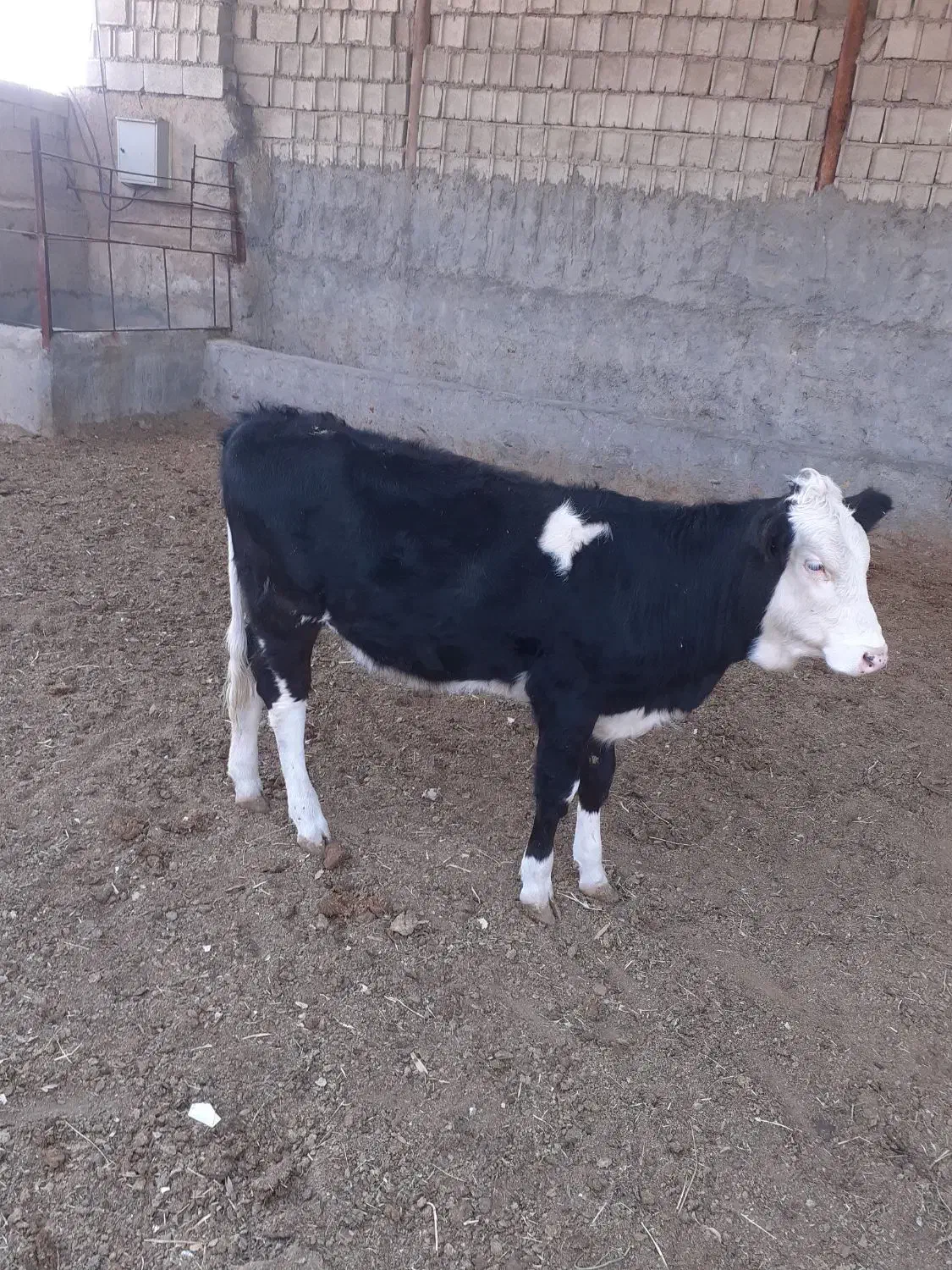 نوکل سمینتال|حیوانات مزرعه|دره شهر, |دیوار