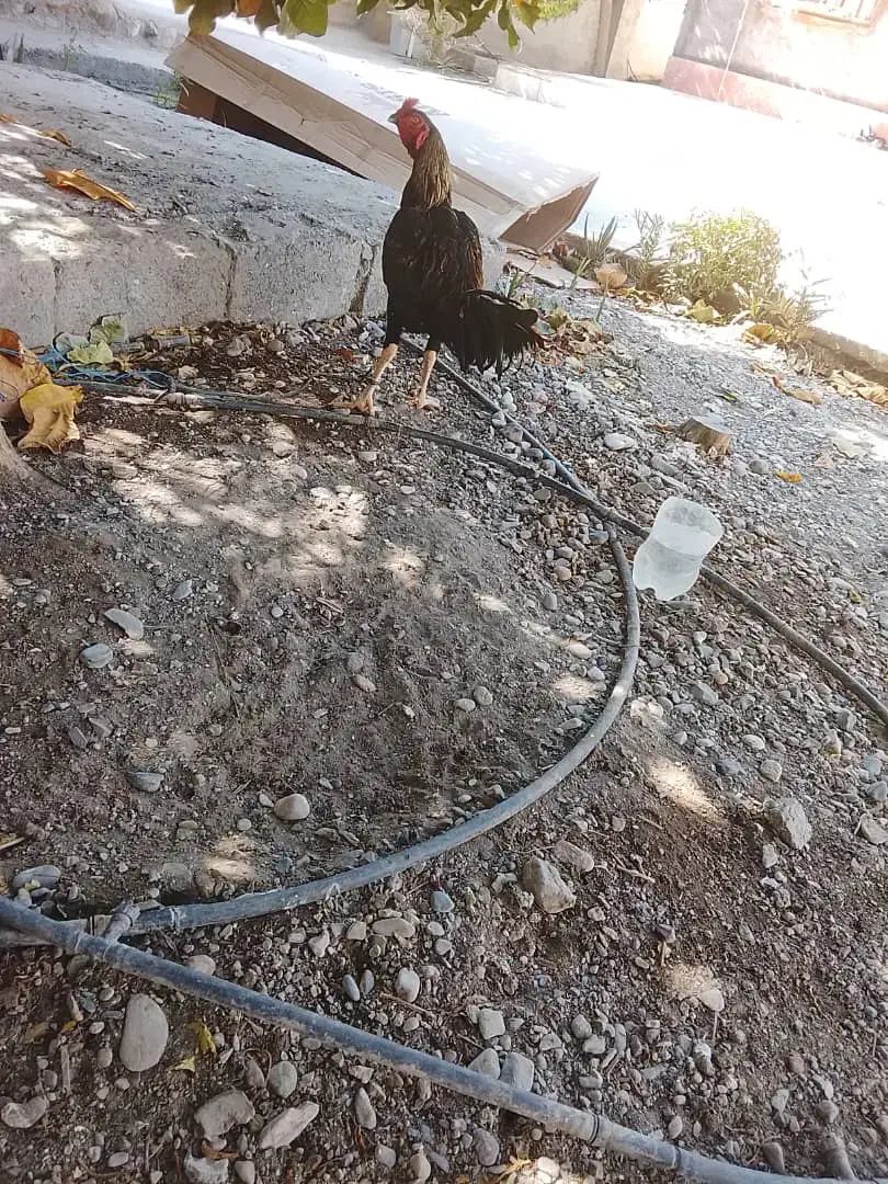 خروس|حیوانات مزرعه|رودان, |دیوار