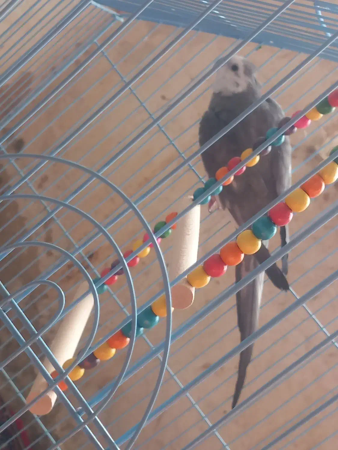 به دلیل نداشتن جا|پرنده|شیراز, شیخ علی چوپان|دیوار