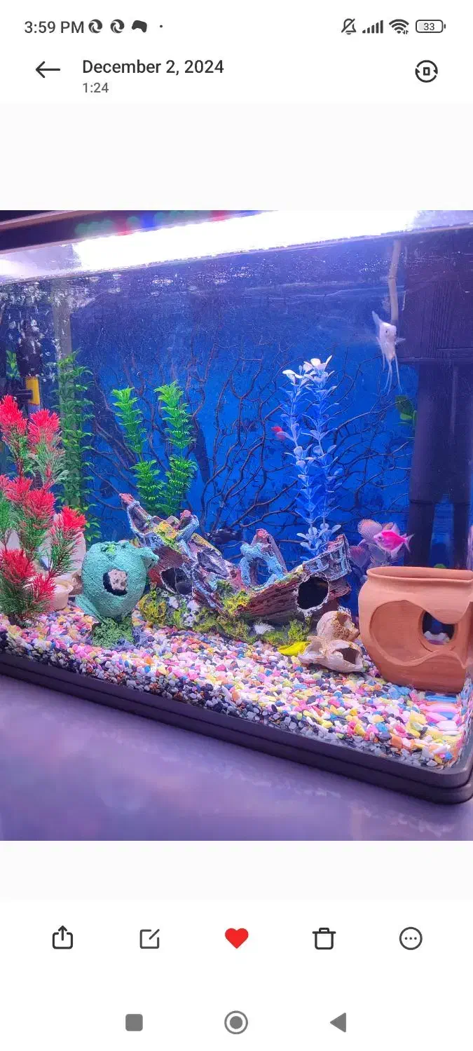 آکواریوم mahiran|ماهی|لنگرود, |دیوار