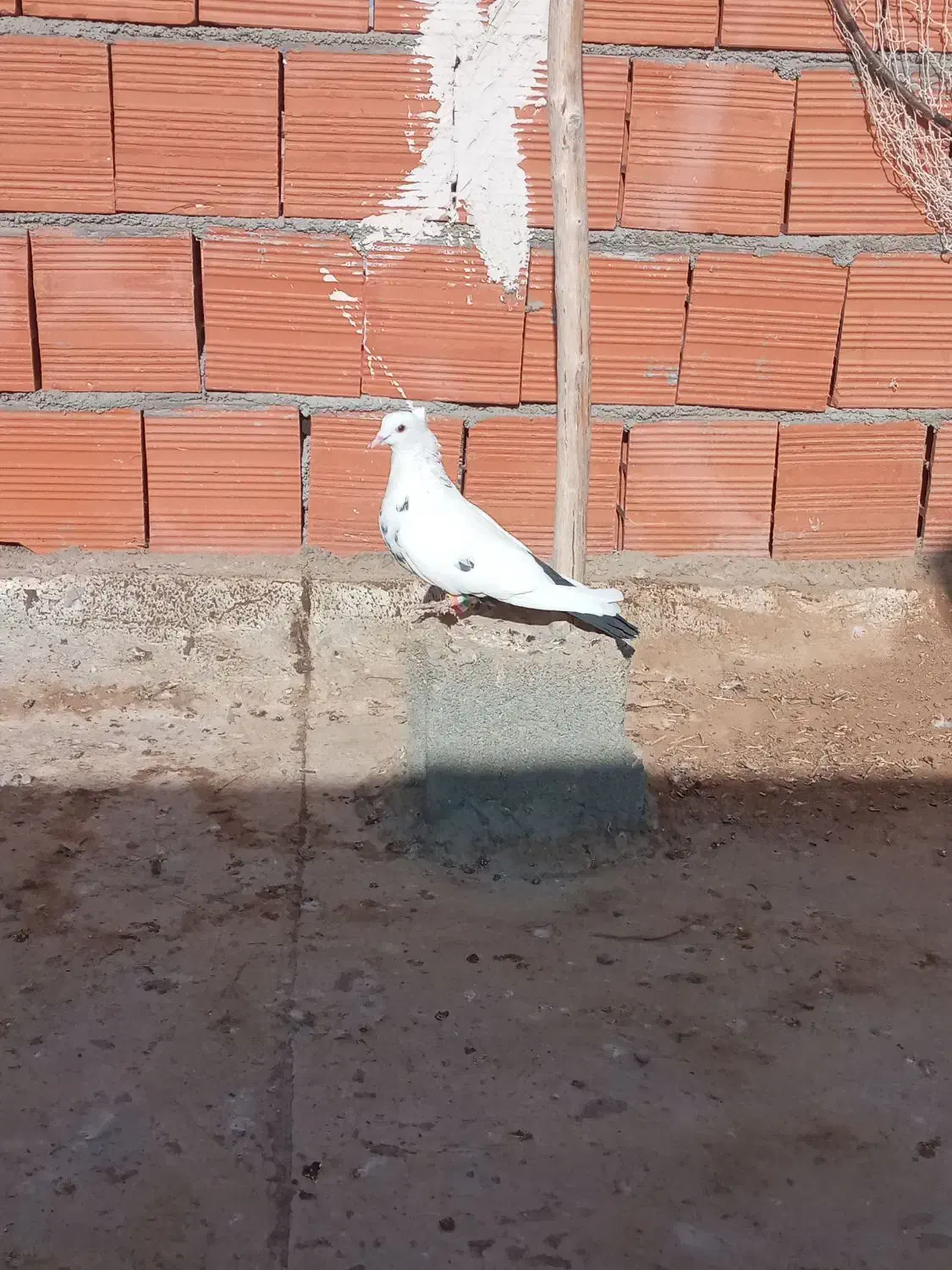 کبوتر قلدور و پرشی|پرنده|بجنورد, |دیوار