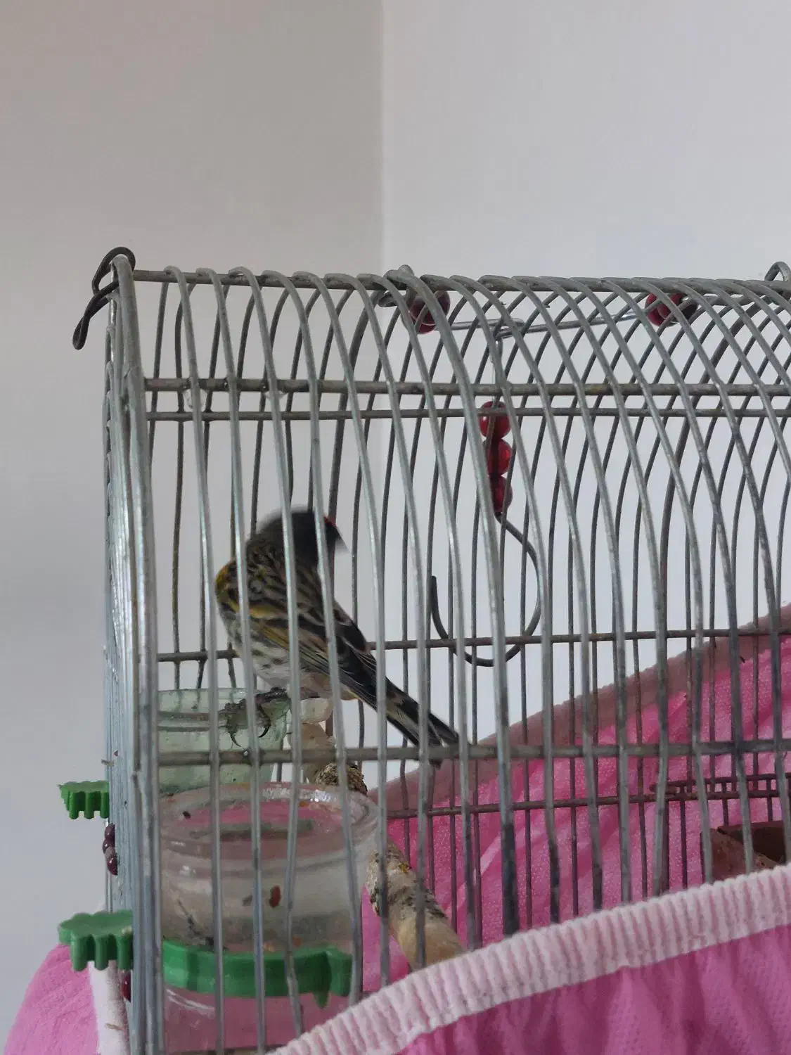 گلبسر دهن زن|پرنده|شیراز, کوشک میدان|دیوار