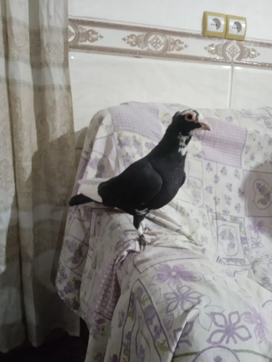 کبوتر پلنگ|پرنده|کرمان, |دیوار