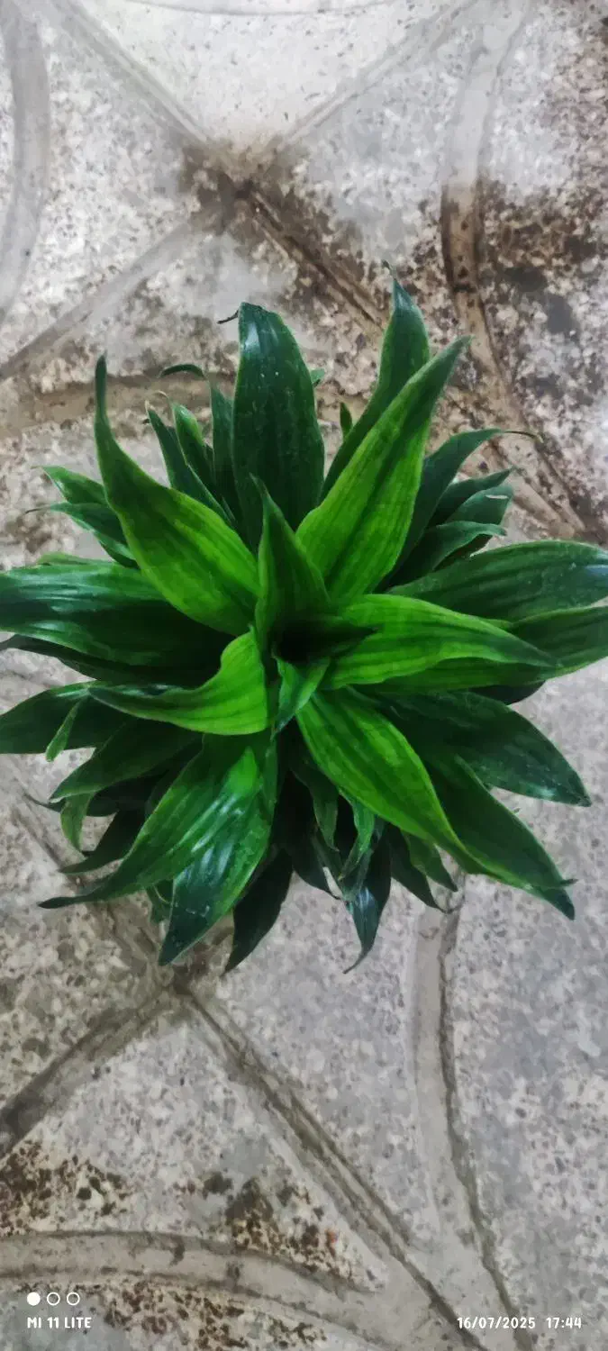 گل بامبو .یوکا .گلدان شیشه ای|گل و گیاه طبیعی|ورامین, ورامین|دیوار