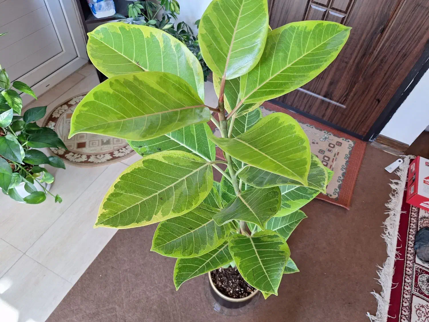 گلدان فیکوس آلتیسما(پرتقالی).همراه با گلدان سفالی|گل و گیاه طبیعی|شاهین‌شهر, نسیم ۵|دیوار