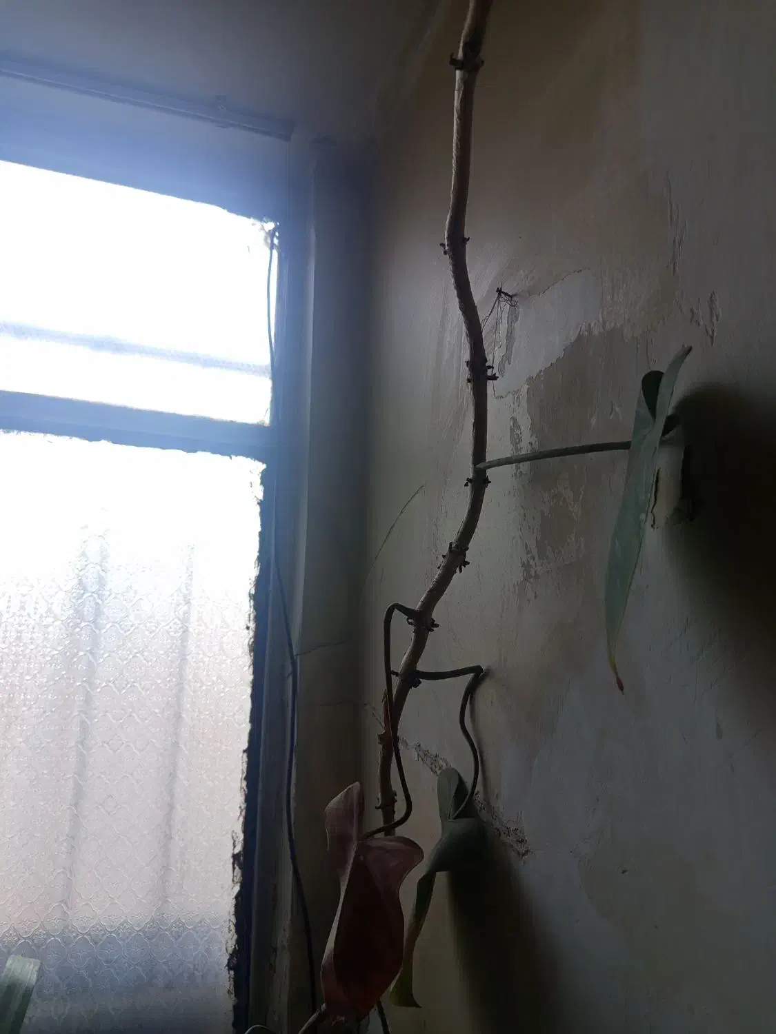 گل طبیعی خیلی بزرگ|گل و گیاه طبیعی|فردیس, ثابتی|دیوار