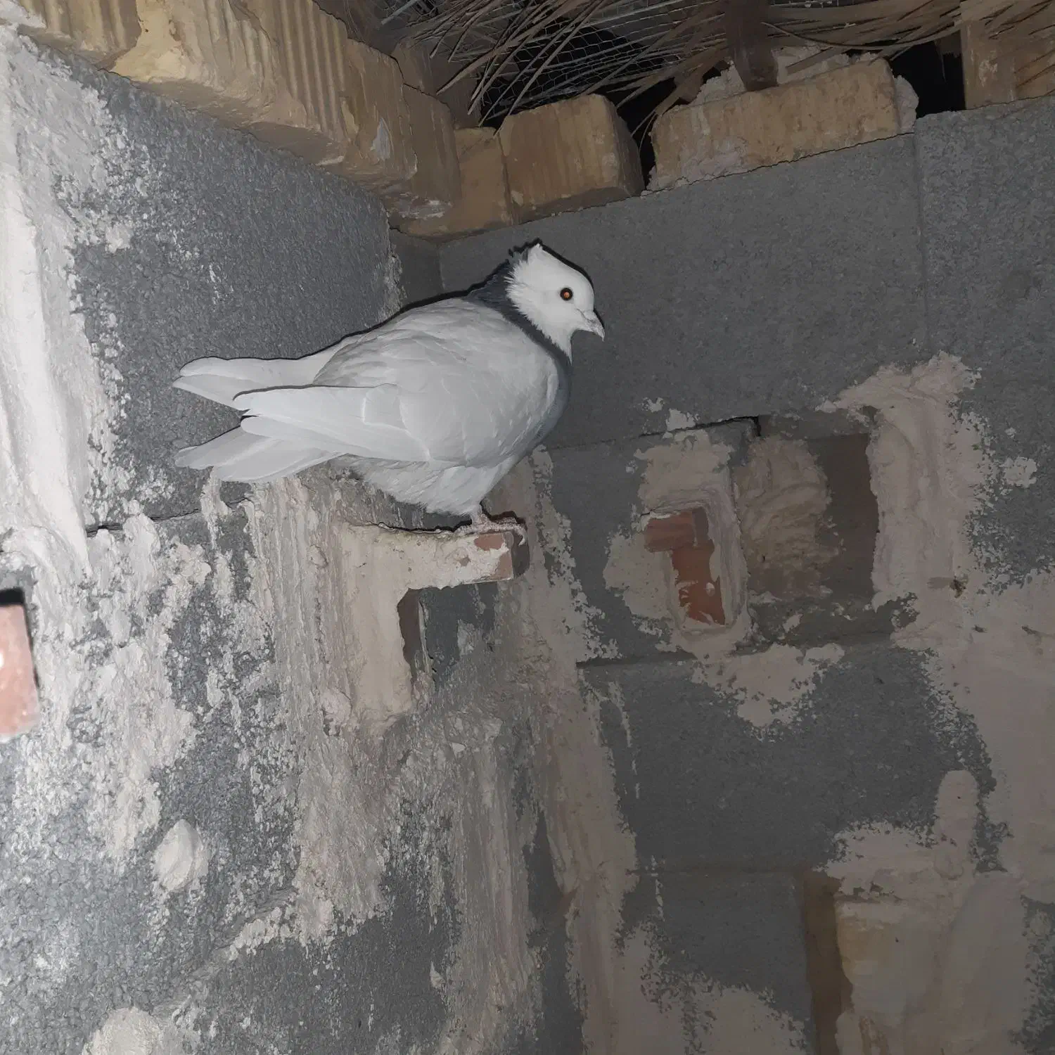 تعدای طوق سیاه درجه یک فروشی|پرنده|زرین دشت (فارس), |دیوار