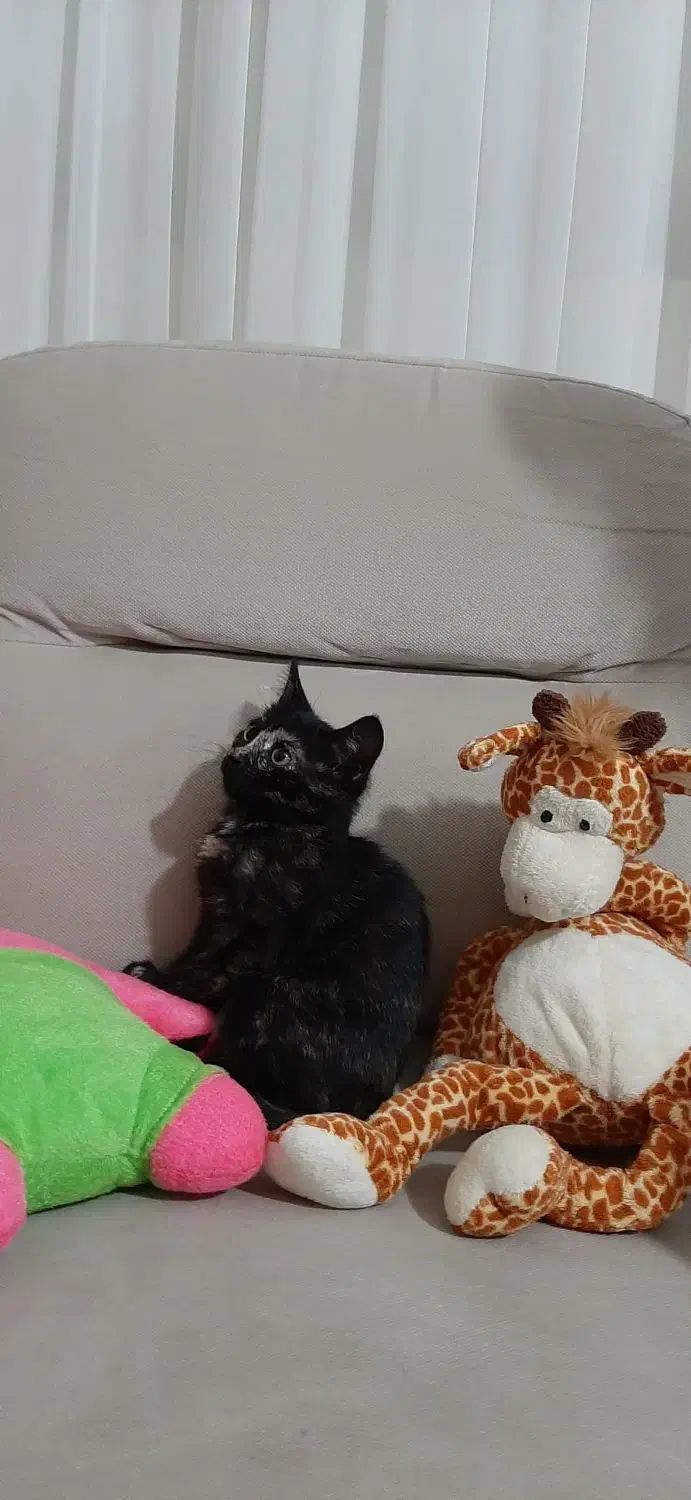 بچه گربه زیبا دوماه بدون مادر|گربه|رشت, معلولین|دیوار