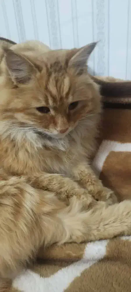 گربه گم شده|گربه|یزد, |دیوار