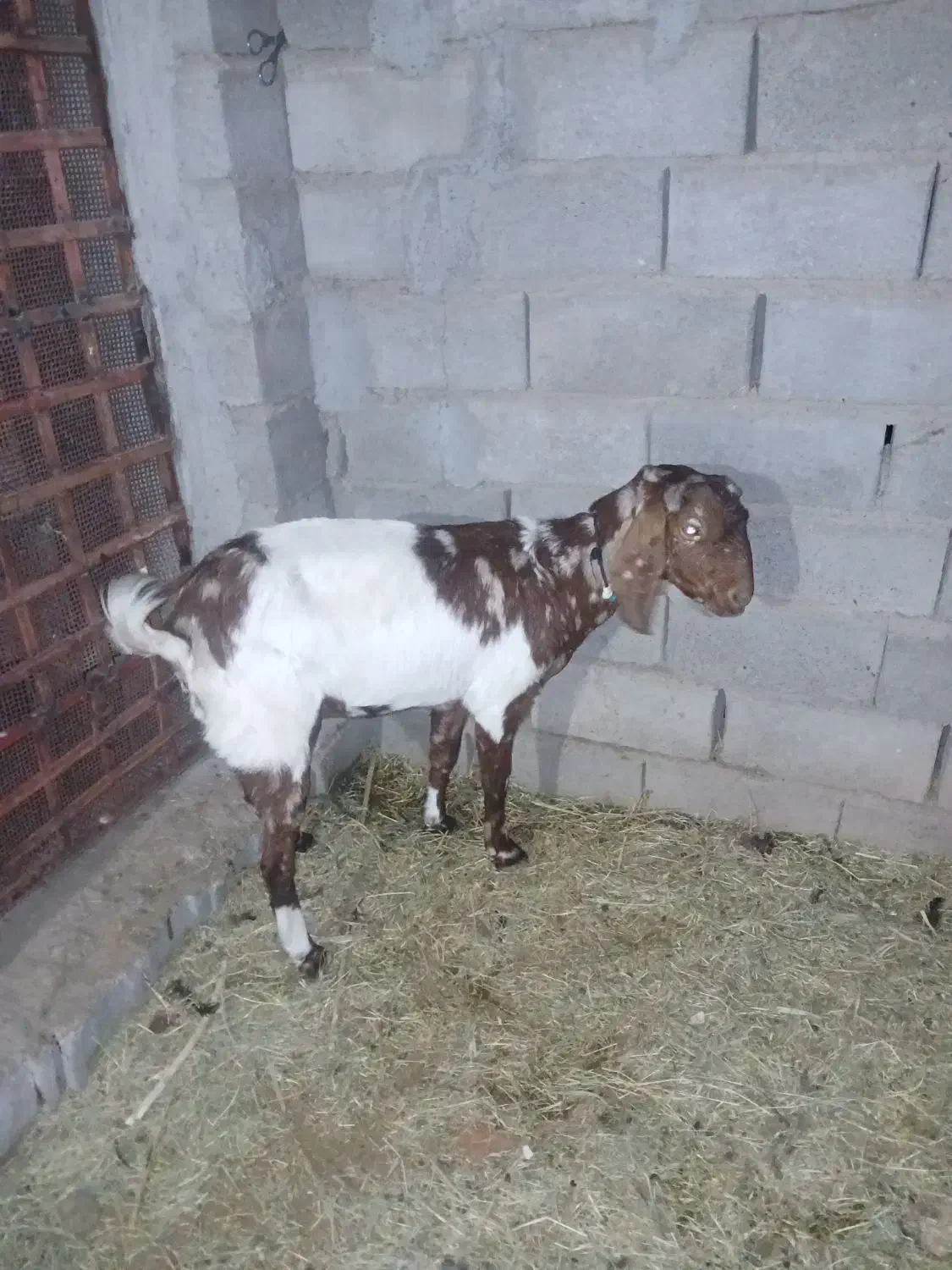 بزدوقلو زا|حیوانات مزرعه|گنبکی, |دیوار