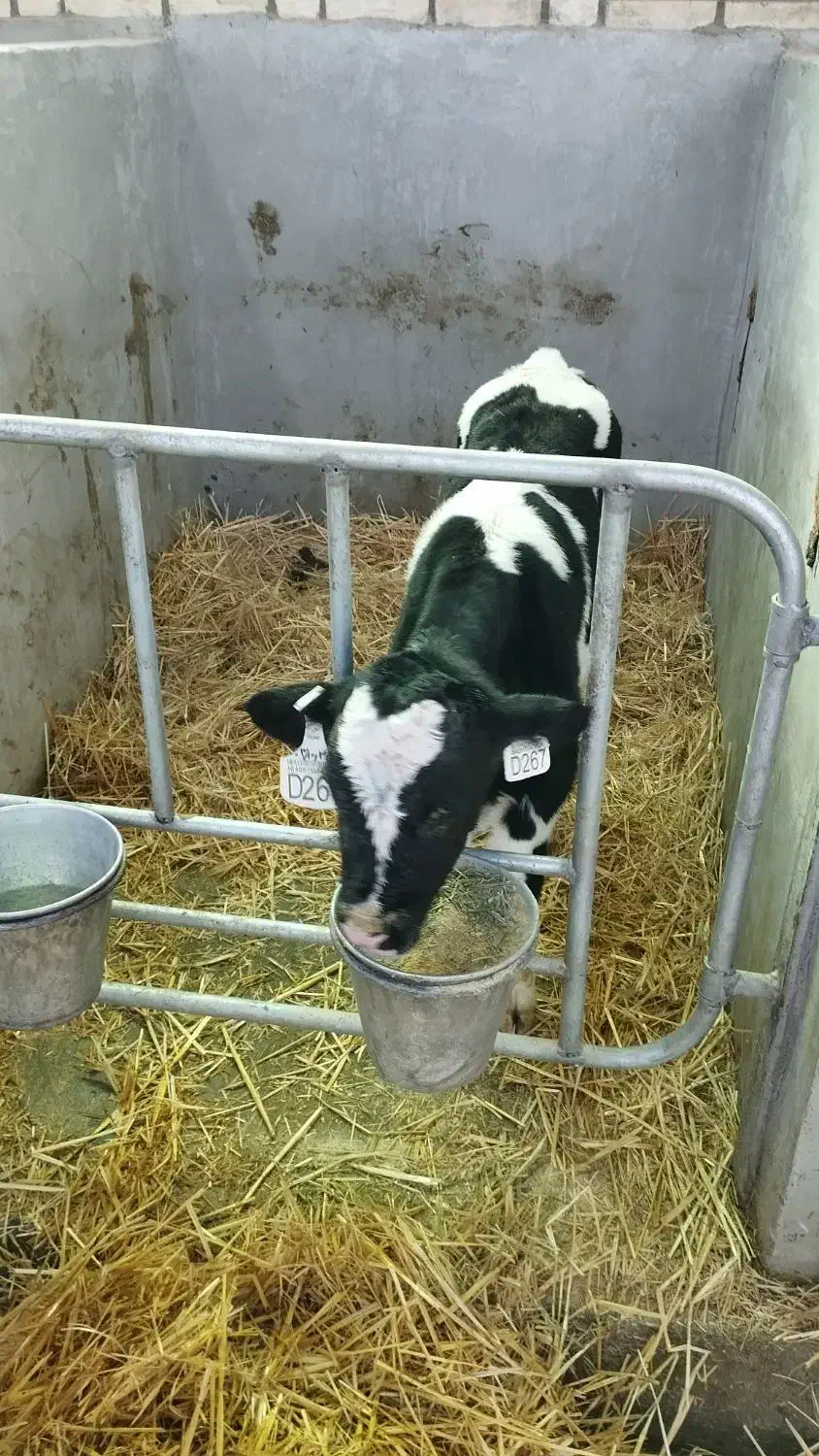 گوساله نرشیرخواره ۲۰۰راس فروشی|حیوانات مزرعه|آبیک, |دیوار