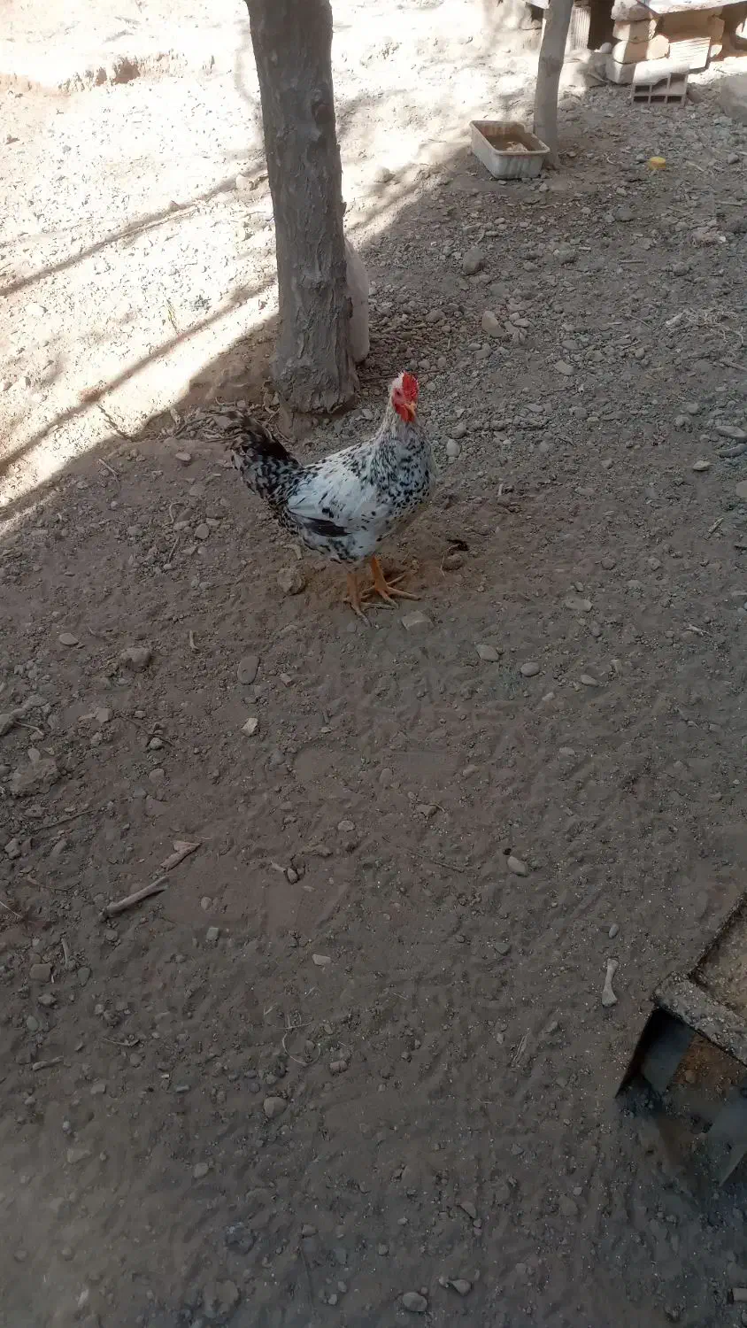 خروس فروشی|حیوانات مزرعه|ماهدشت, |دیوار