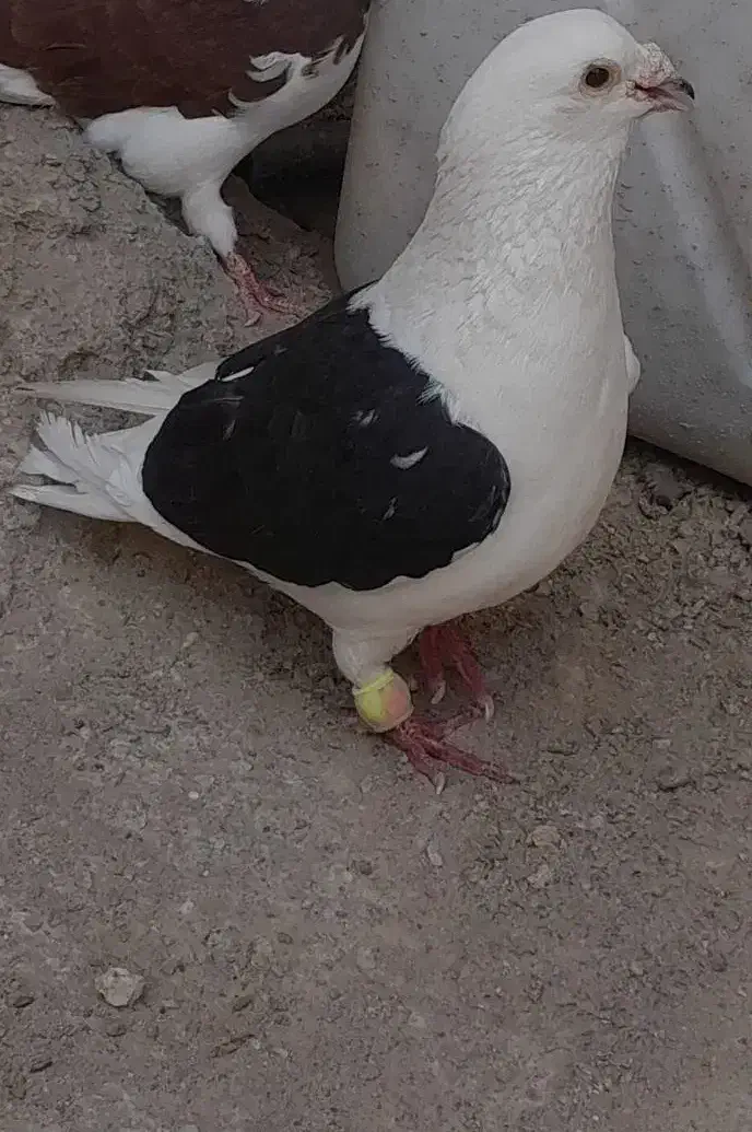 کبوتر گمشده|پرنده|ایرانشهر, |دیوار