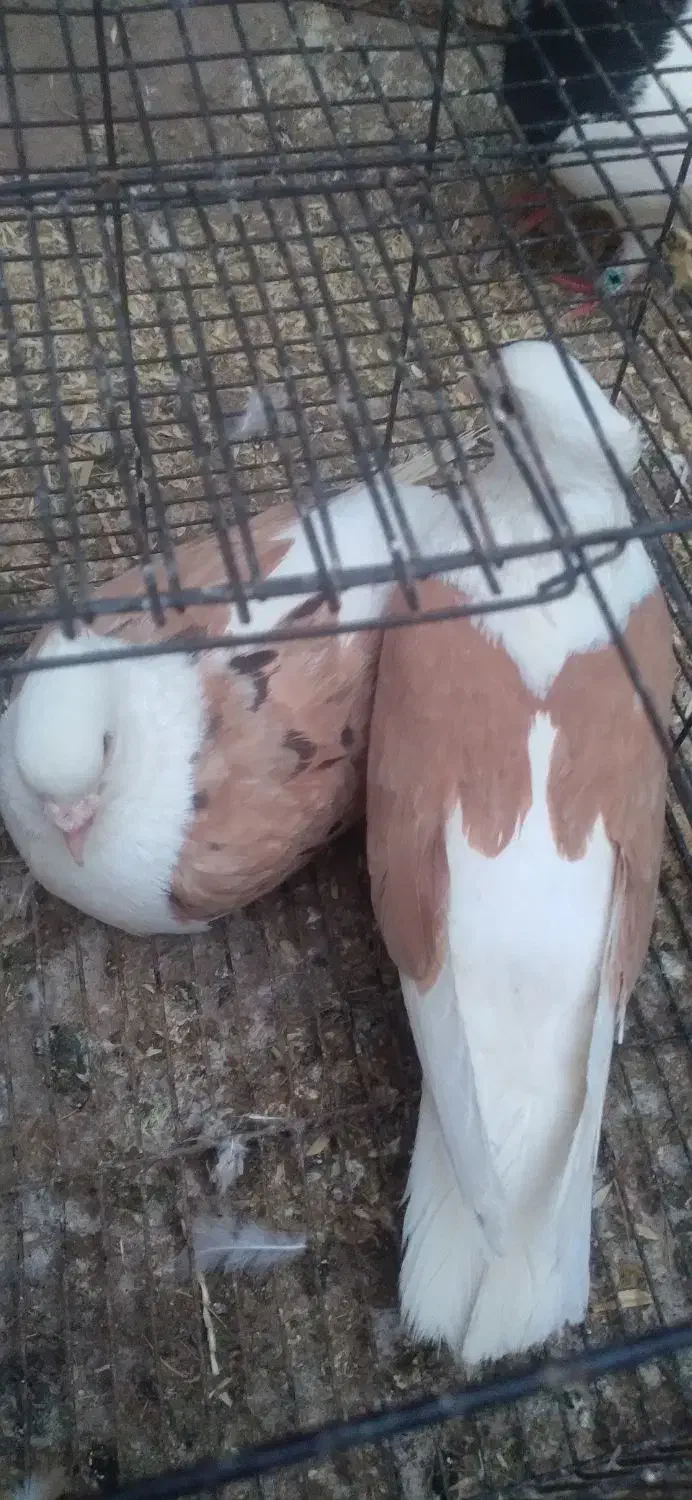 کفتر جفت گاه|پرنده|طاغنکوه, |دیوار