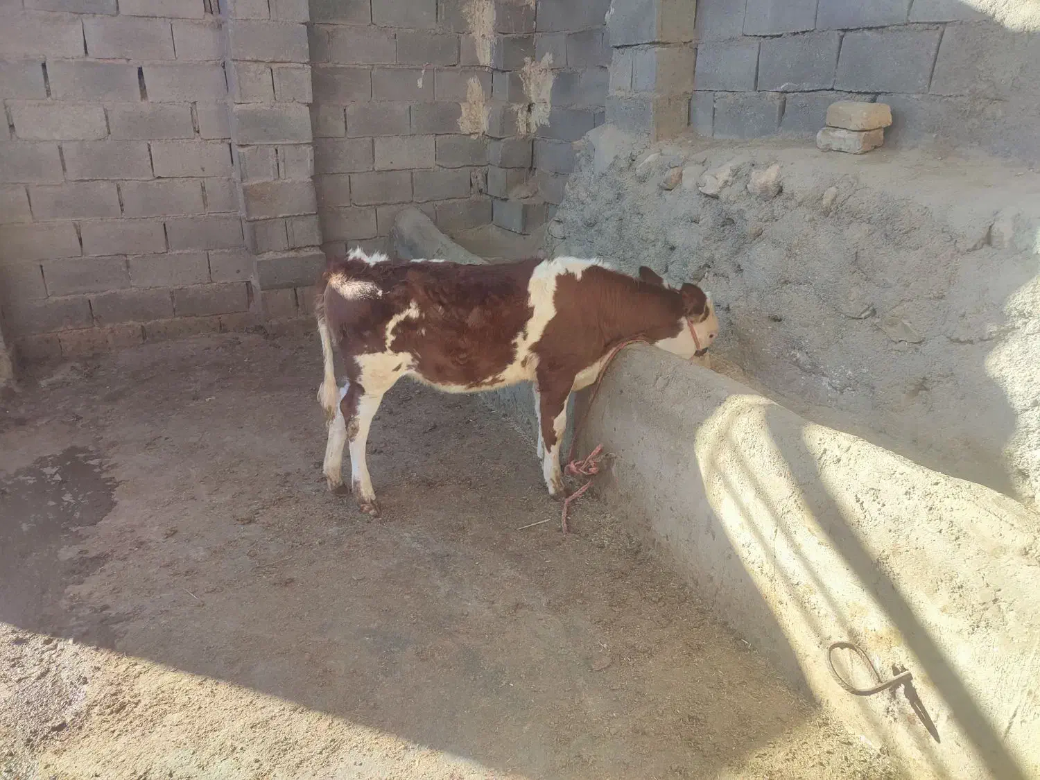 گاو شیری|حیوانات مزرعه|بجنورد, |دیوار