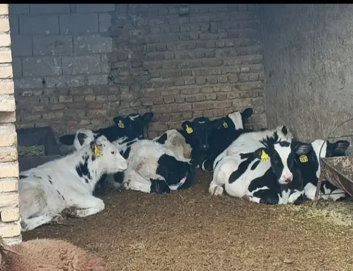 گوساله نر|حیوانات مزرعه|زابل, |دیوار