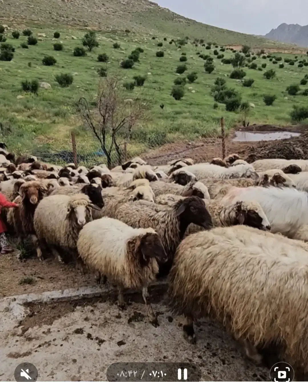 نیروی کار دامداری|استخدام سرایداری و نظافت|بیستون, |دیوار