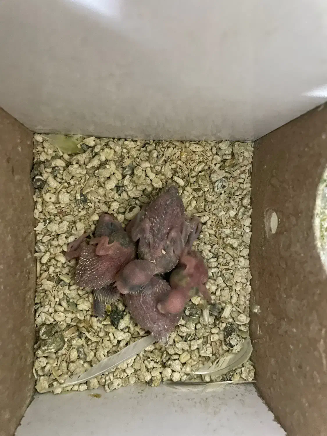 مرغ عشق|پرنده|مشهد, مشکینی (شهرک غرب)|دیوار