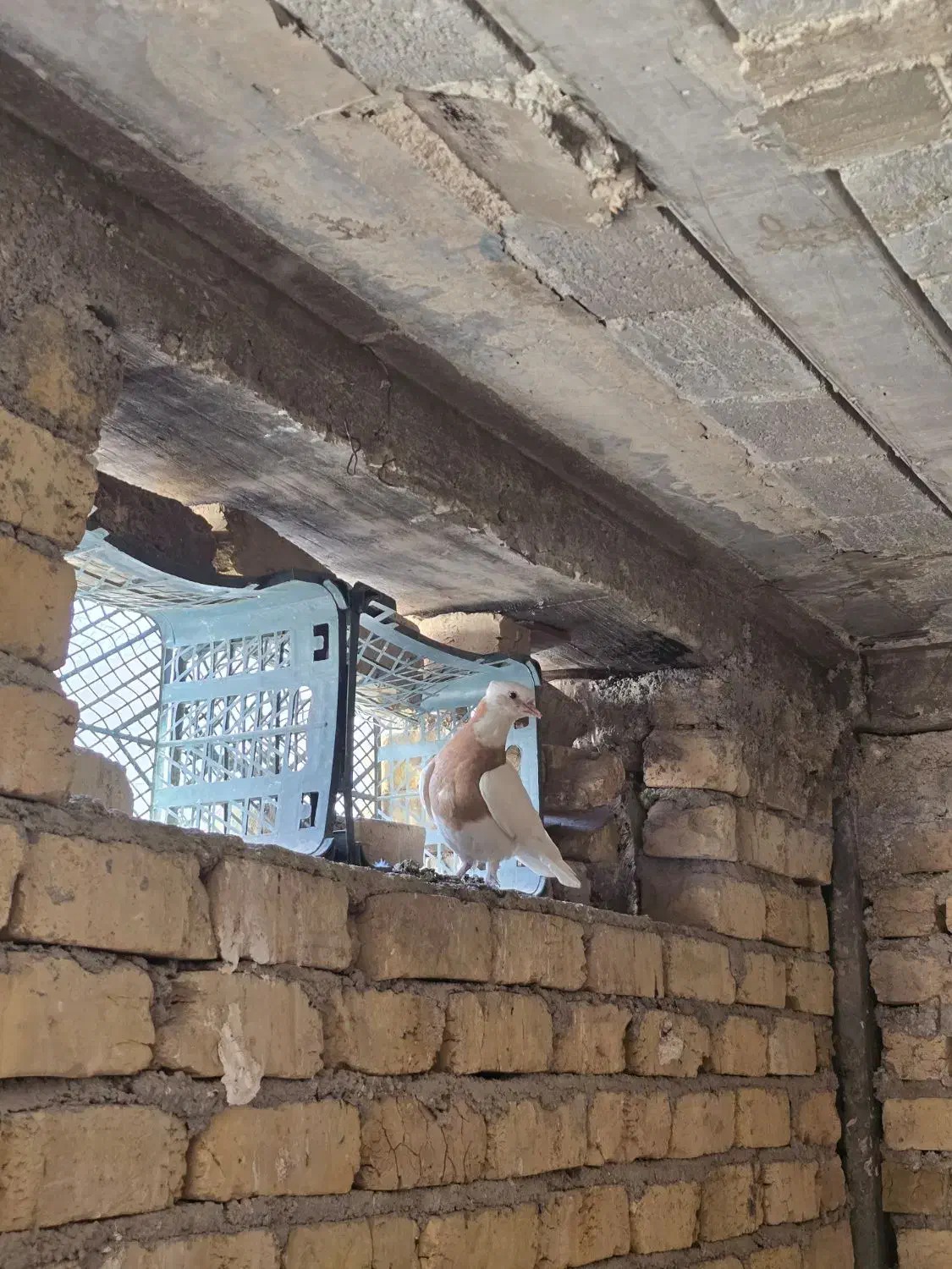 کبوتر طوقی ماده|پرنده|شیراز, منطقه هوایی شهید دوران|دیوار