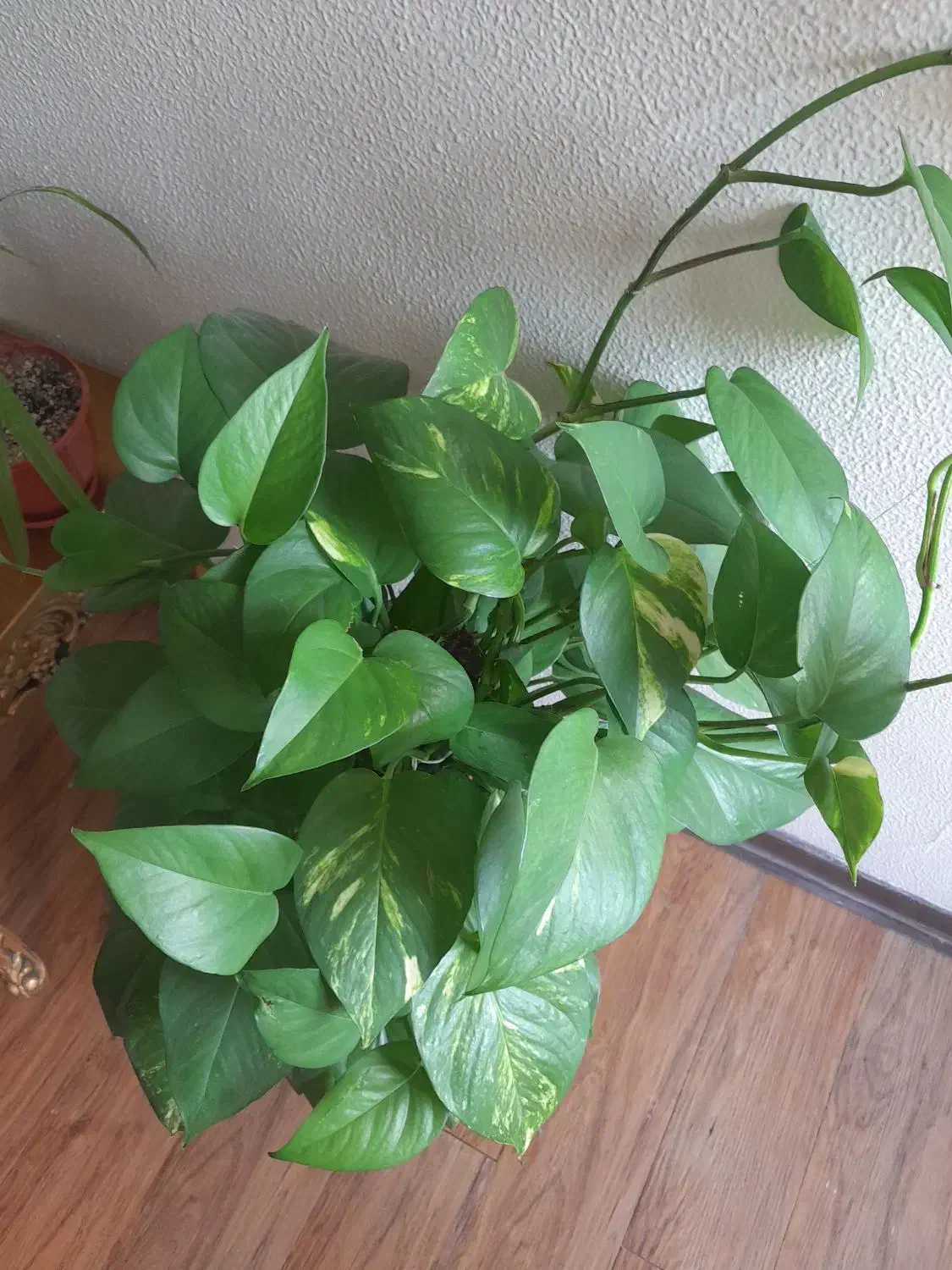 پتوس خزه دار|گل و گیاه طبیعی|شاهین‌شهر, طالقانی|دیوار