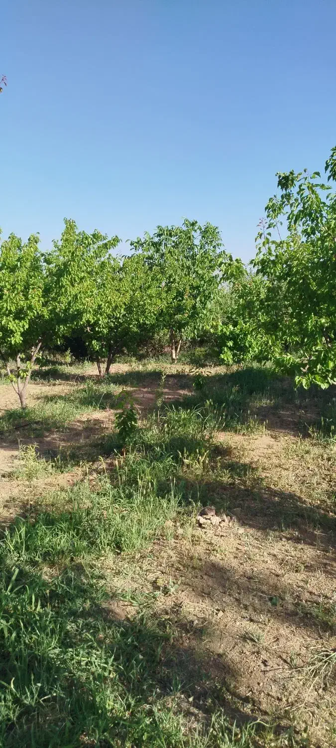 ویلا. باغ کشاورزی|فروش زمین و ملک کلنگی|شاهین‌شهر, فردوسی|دیوار