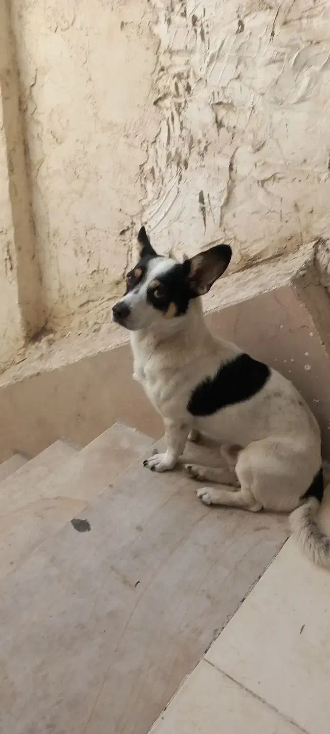 سگ گمشده|سگ|اهواز, کمپلو جنوبی|دیوار