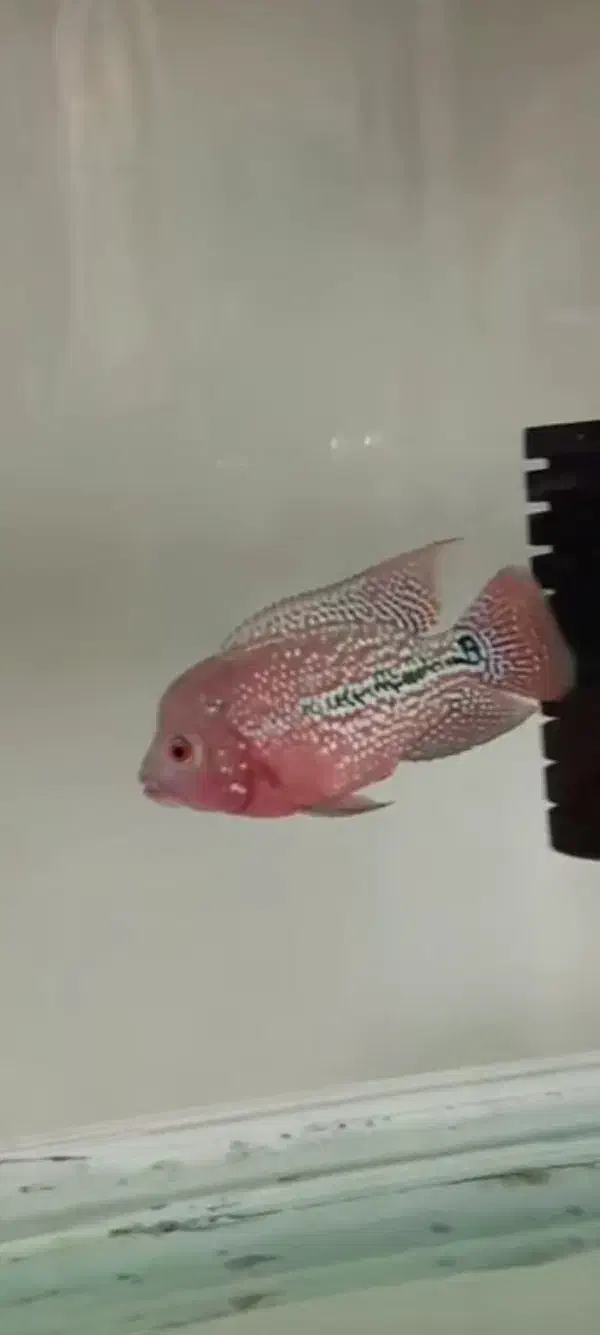 هیبرید کامفا و ویجا (سوپر رد کامفا)|ماهی|فردیس, شهرک راه آهن|دیوار