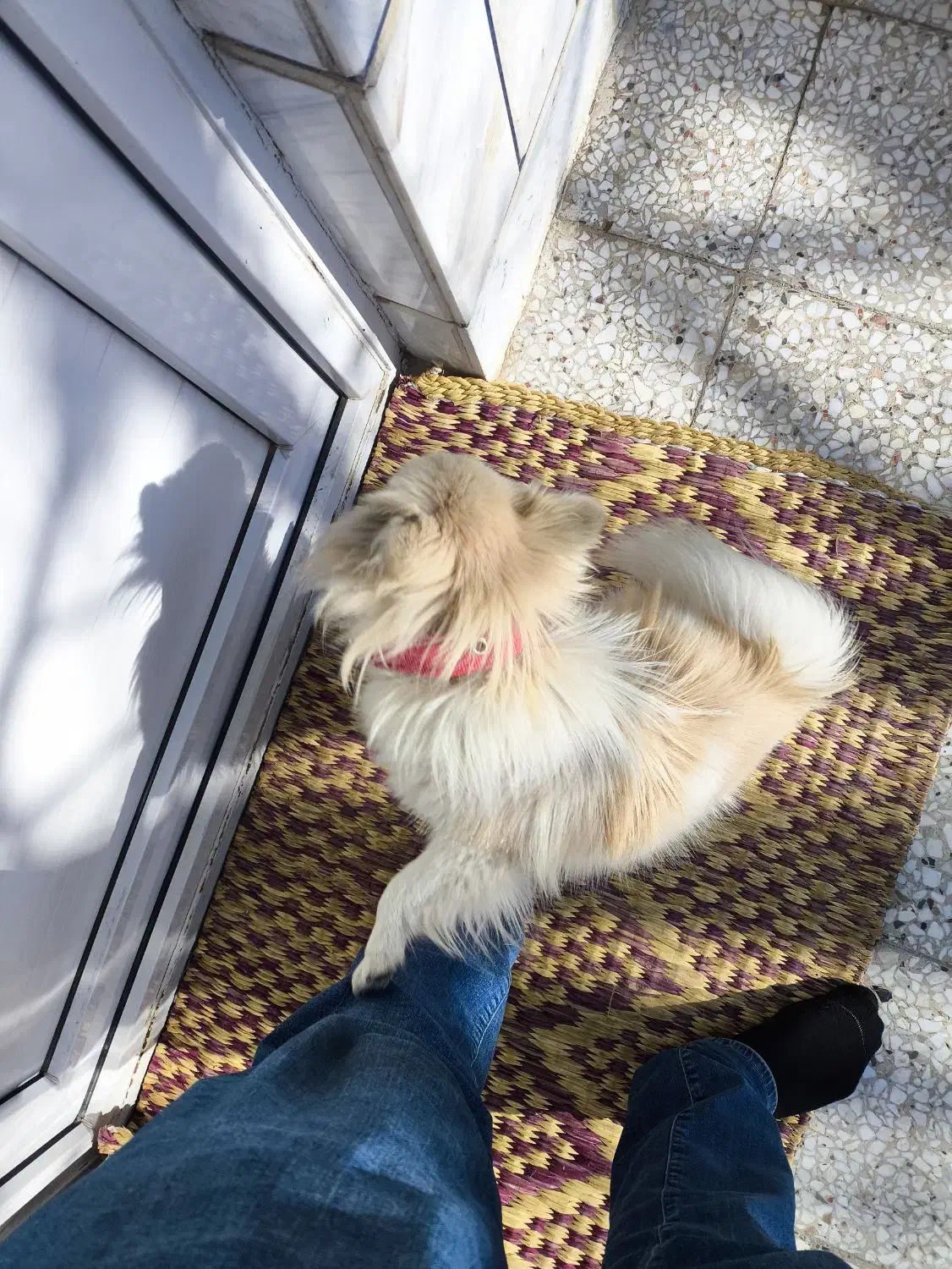 سگ پامر|سگ|اصفهان, ملک‌شهر|دیوار