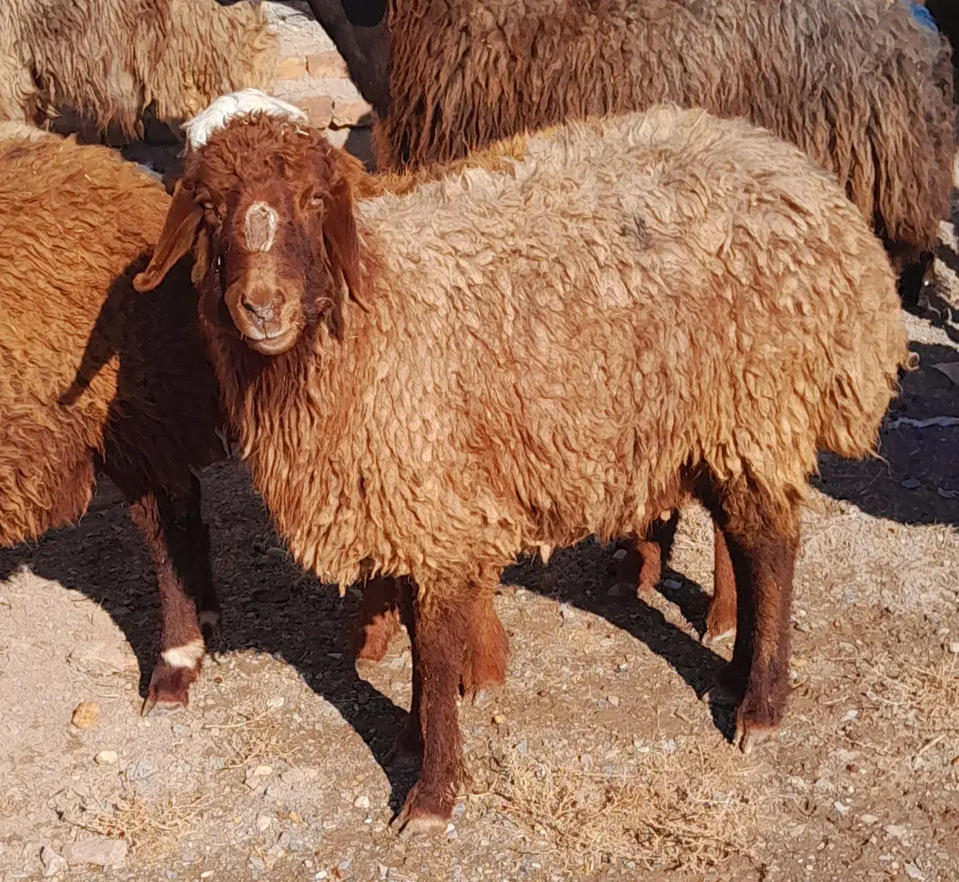 بره|حیوانات مزرعه|قلندر آباد, |دیوار