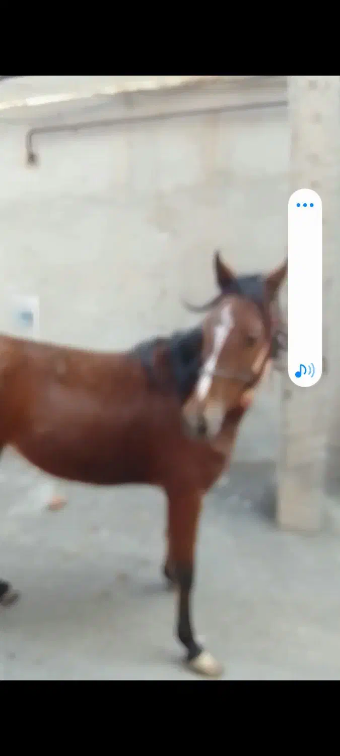 فروش اسب ترکمن|اسب و تجهیزات اسبسواری|باسمنج, |دیوار