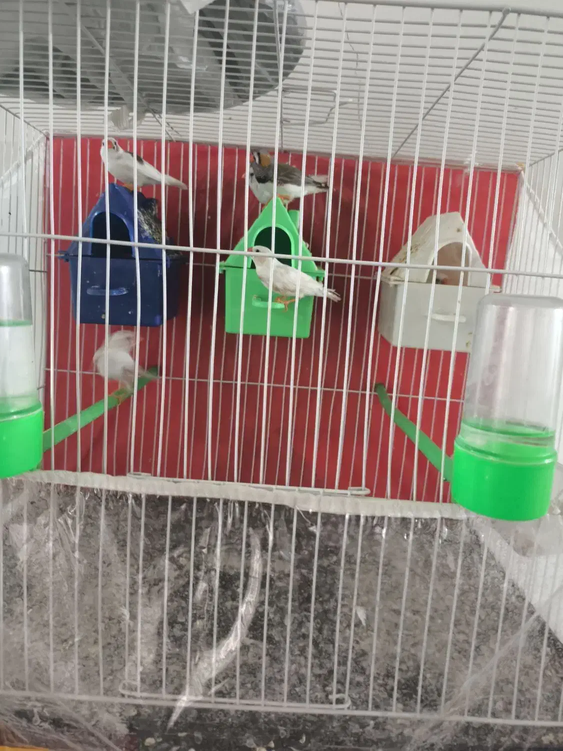 فنچ با وسایل|پرنده|مشهد, شهید علی محمدی|دیوار