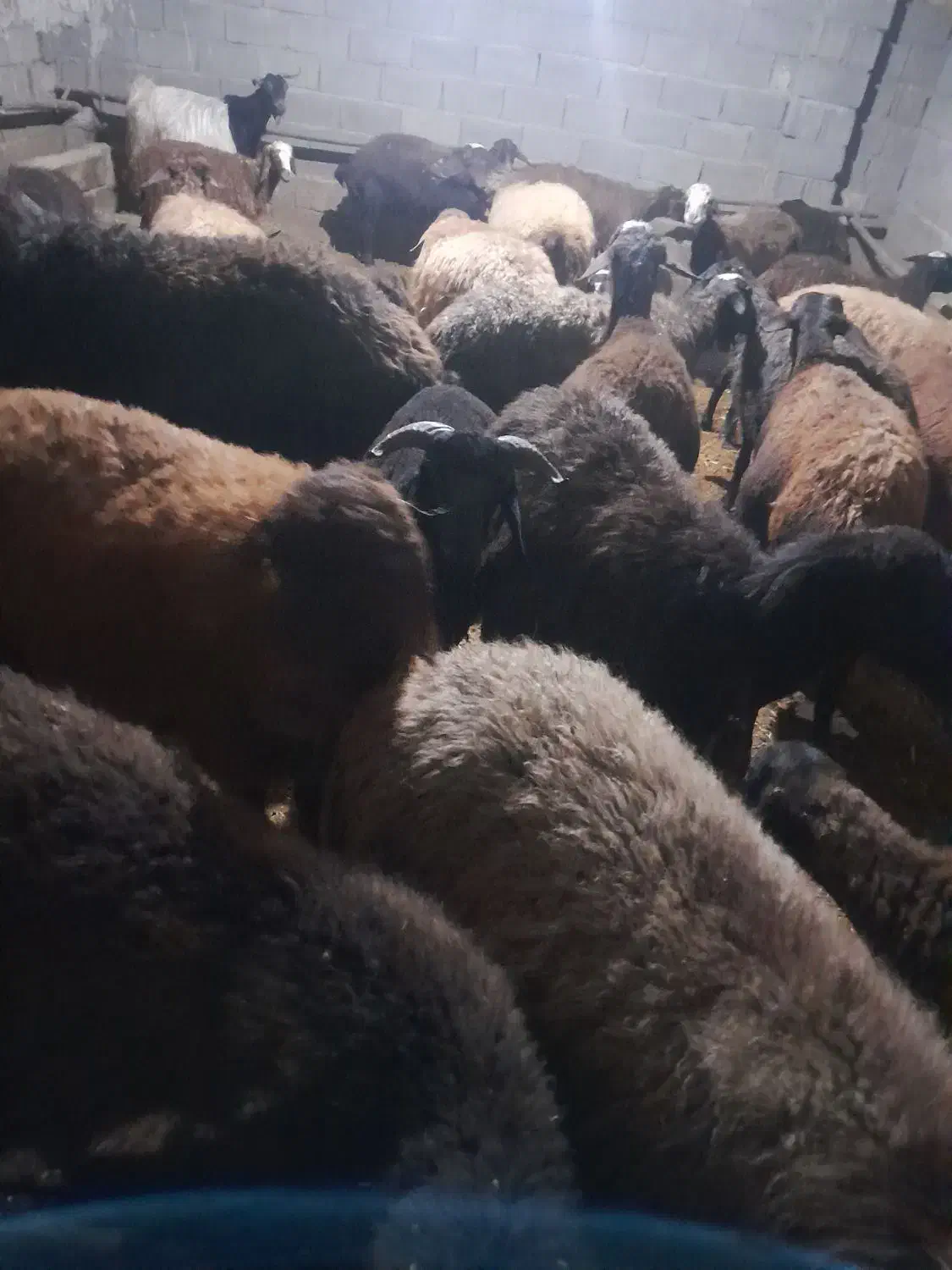 25راس میش|حیوانات مزرعه|ماهدشت, |دیوار