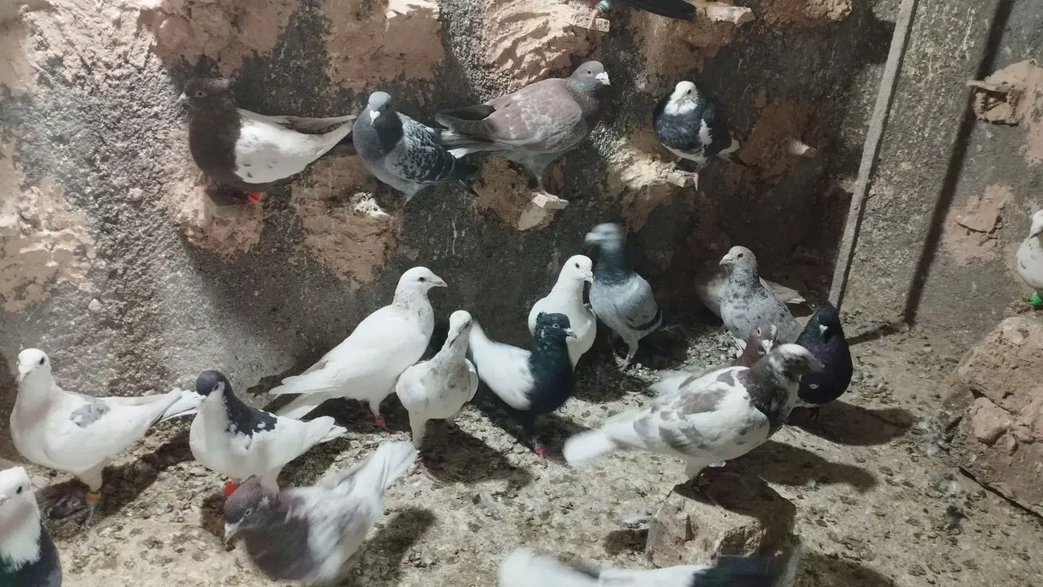 کفتر پرشی به شرط|پرنده|عطاملک, |دیوار