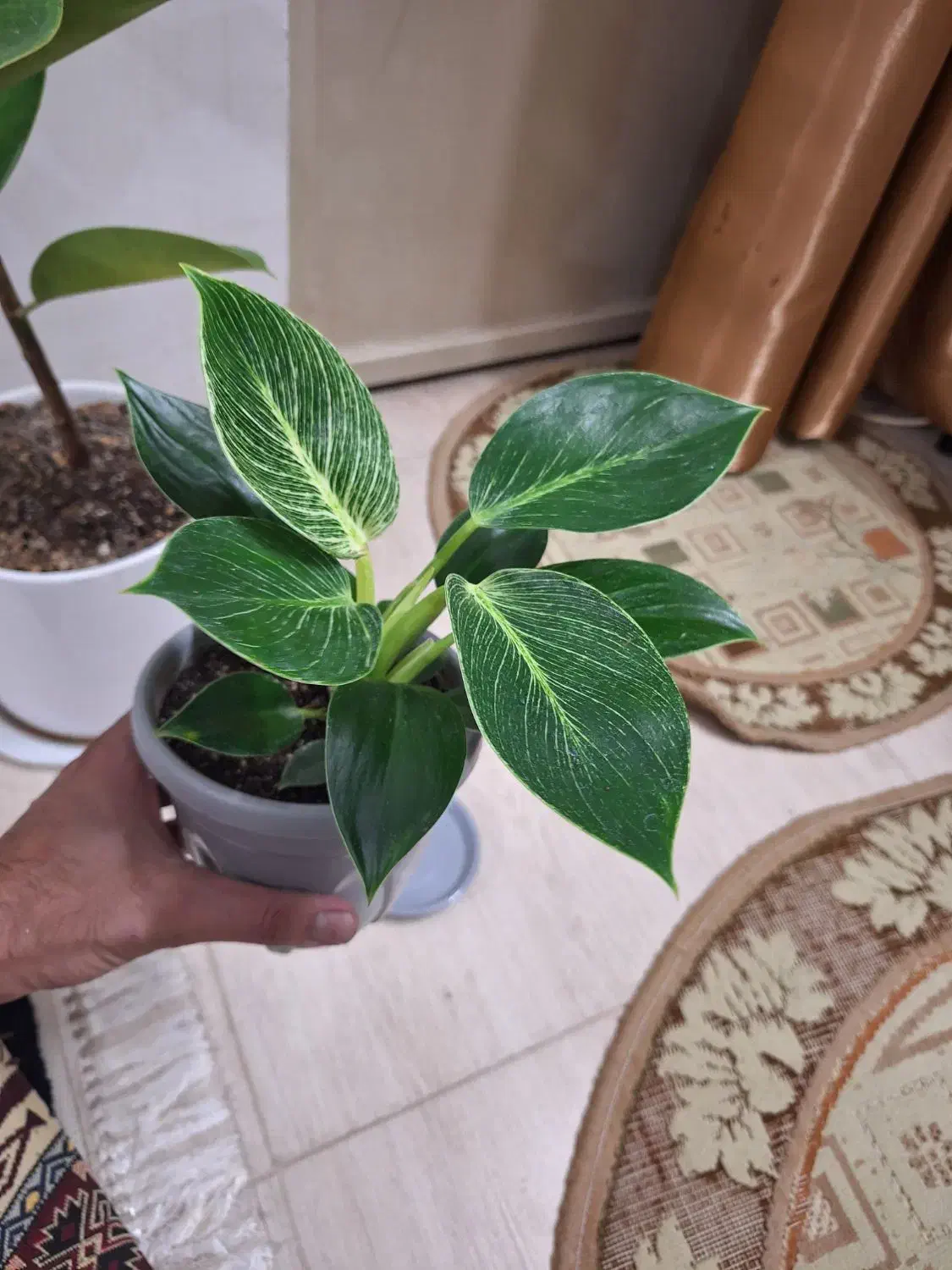 گل فیلودندرون برکین همره با گلدان ویژه|گل و گیاه طبیعی|شاهین‌شهر, نسیم ۵|دیوار