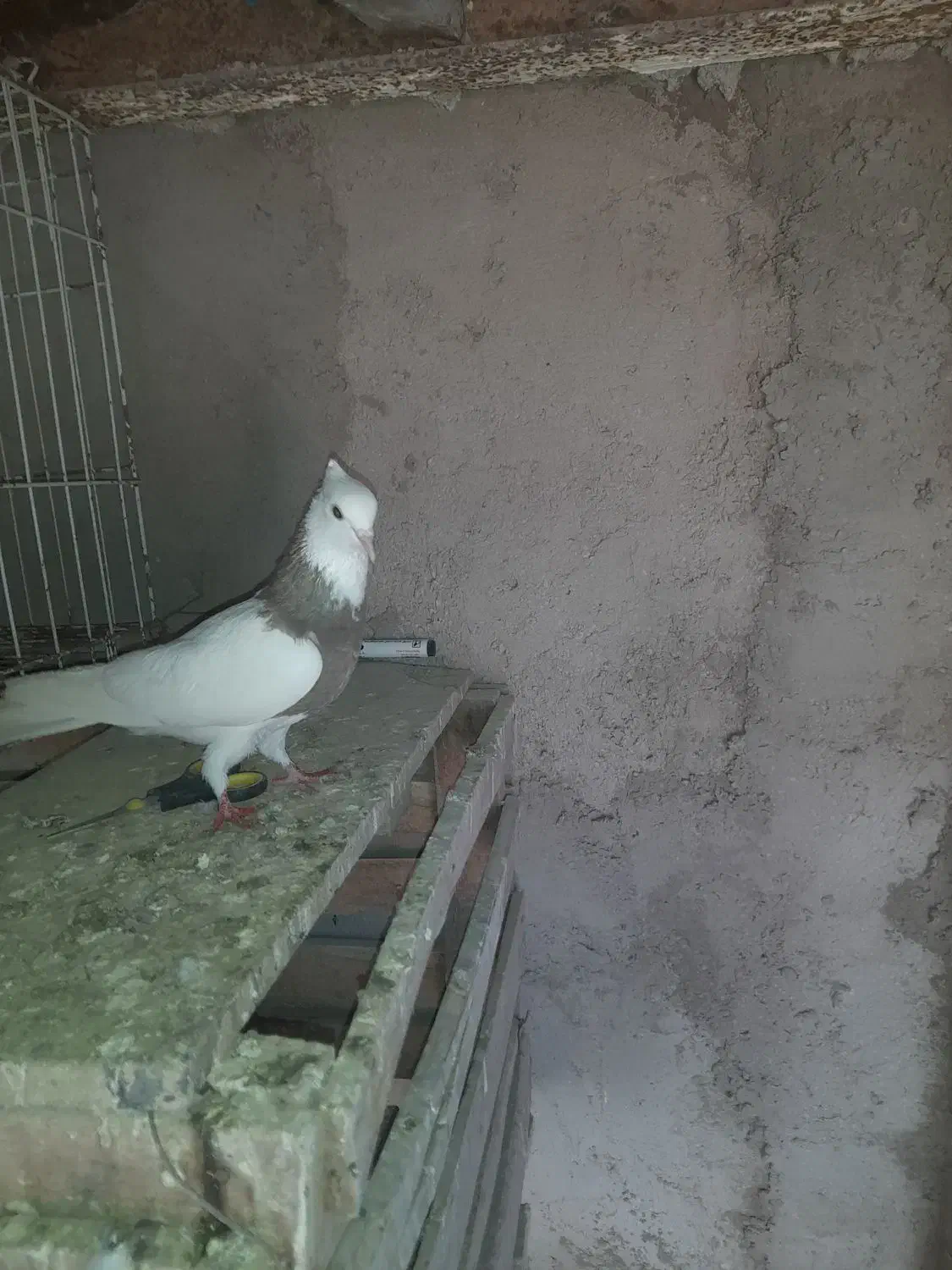 سوسنگرد|پرنده|سوسنگرد, |دیوار