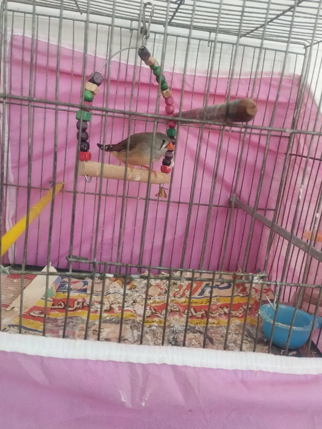 طوطی عروس هلندی|پرنده|تاکستان, |دیوار