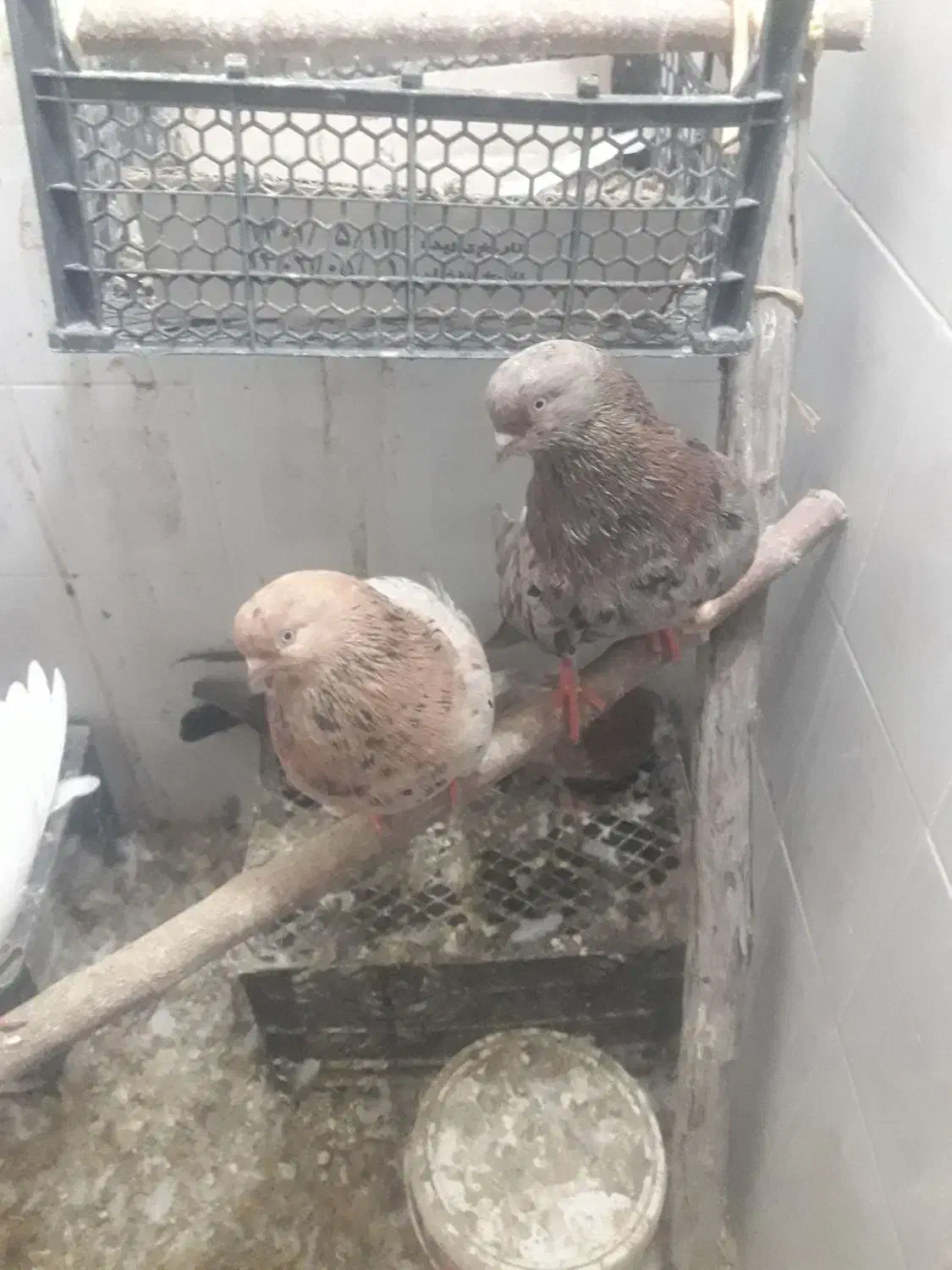 کبوترسرور|پرنده|رزن, |دیوار