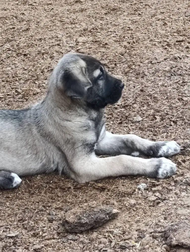 سگ پژدر|سگ|بوئین زهرا, |دیوار