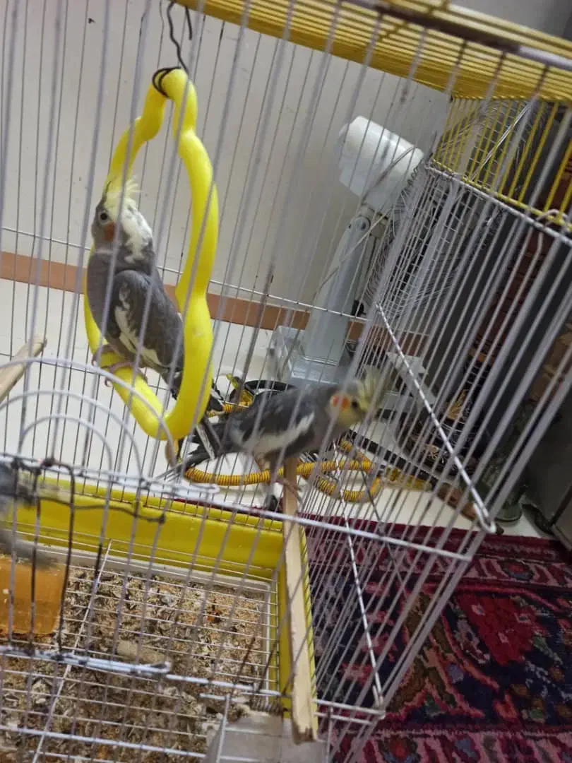 عروس هلندی|پرنده|مشهد, شهرک مهرگان|دیوار