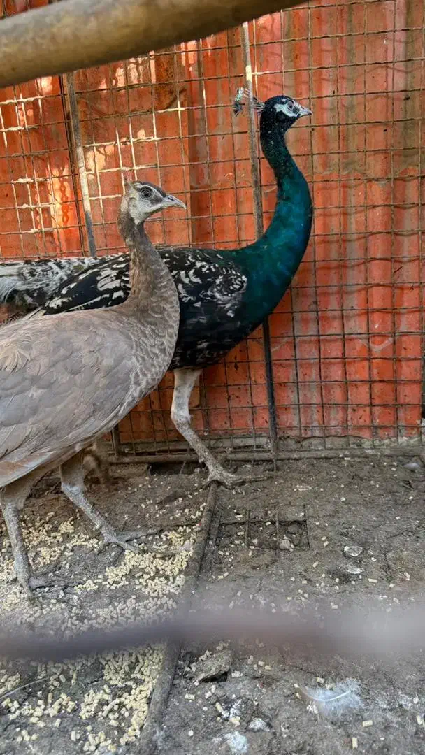 طاووس|پرنده|رودهن, |دیوار