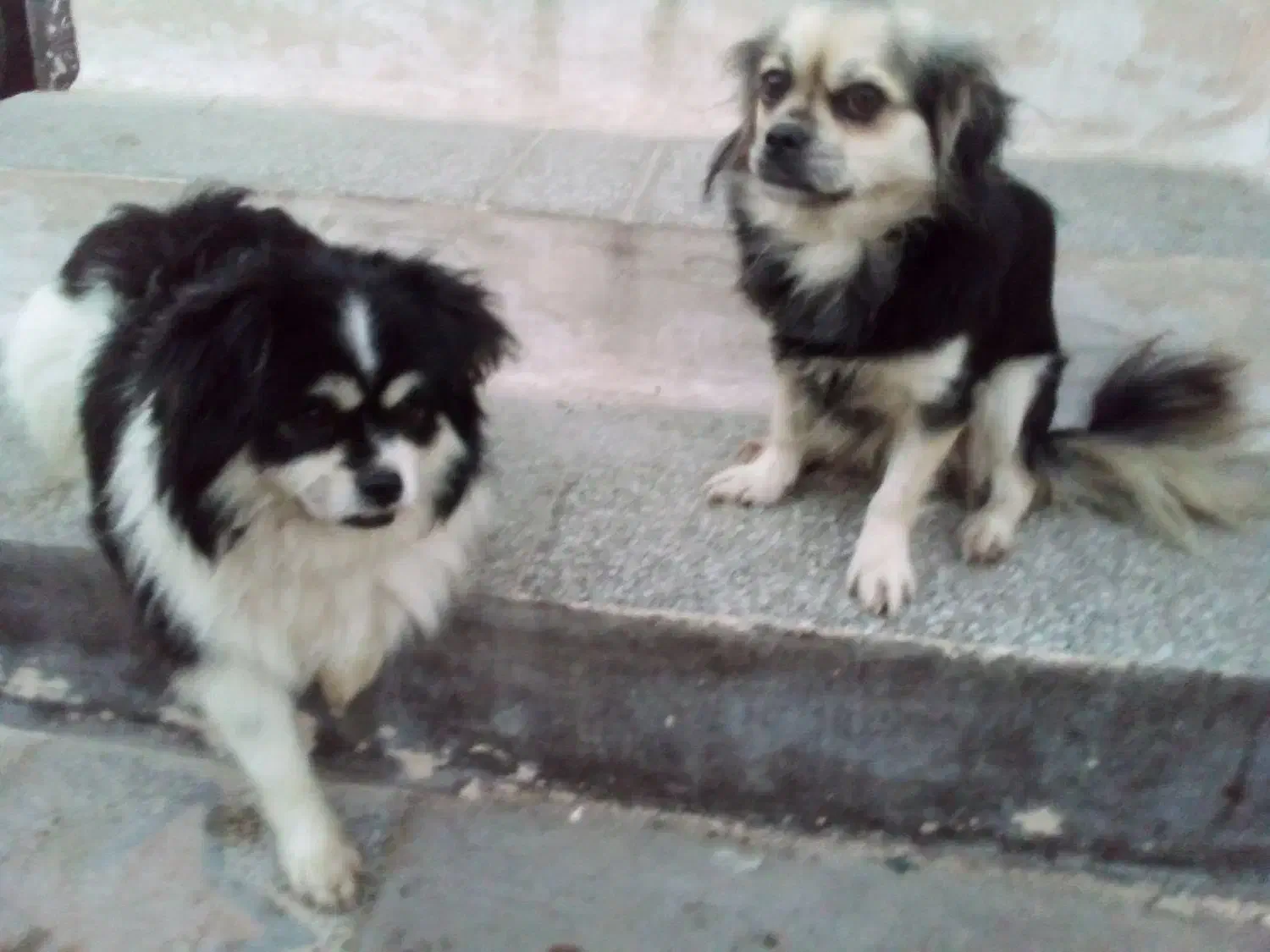 سگ زیبا ودست داشتنی خیلی تمیز و بدونه هیچ بیماری|سگ|ساری, |دیوار