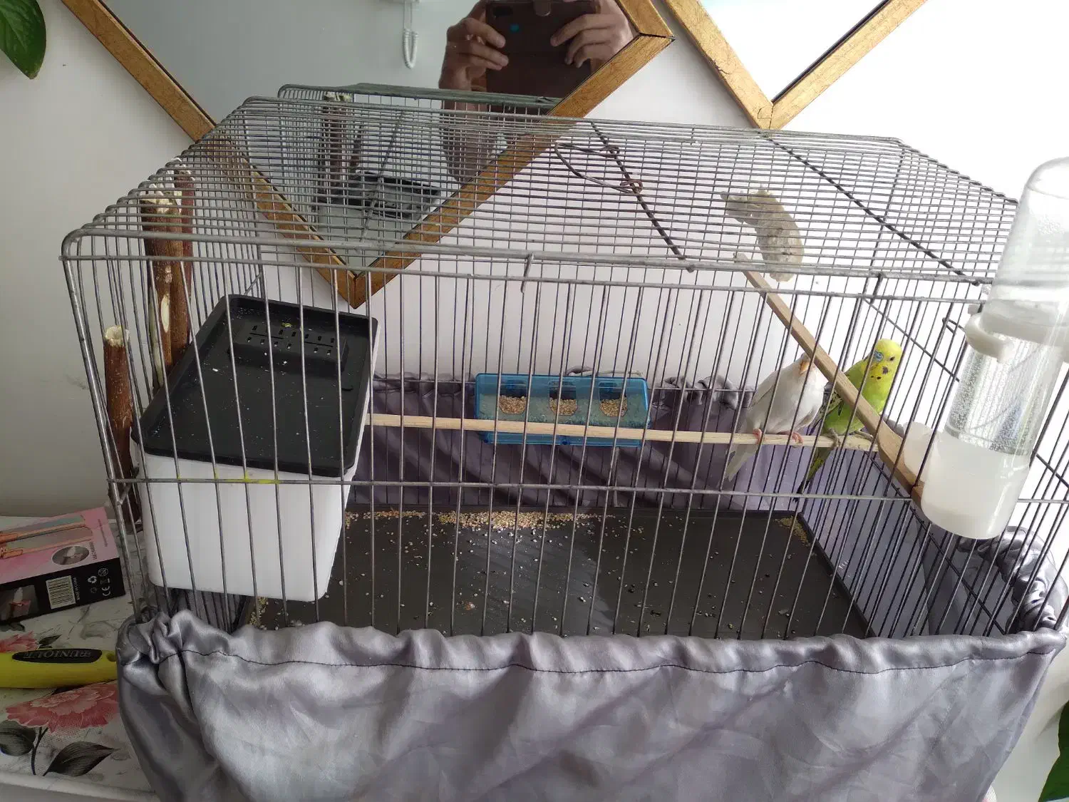 مرغ عشق|پرنده|کوهدشت, |دیوار