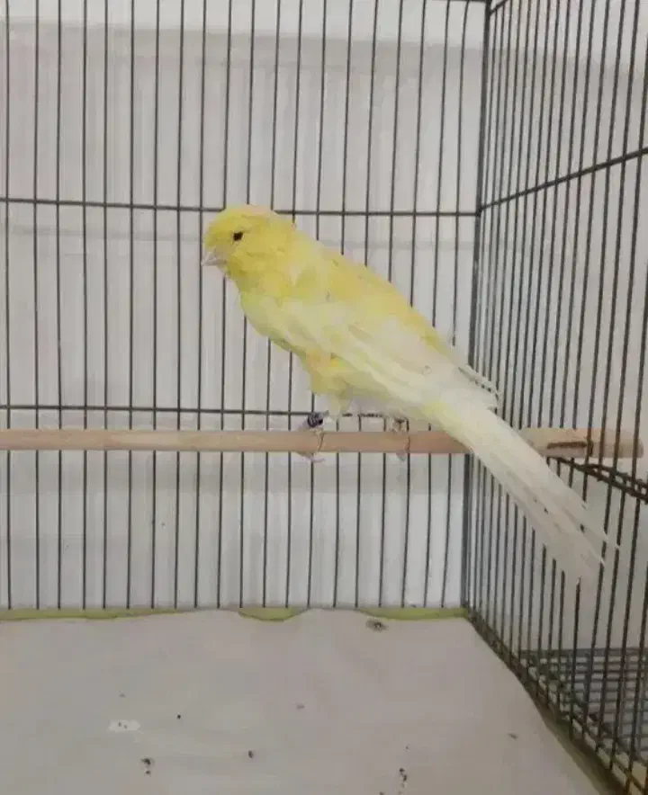 قناری پیداشده چاه سالم|پرنده|امیدیه, |دیوار