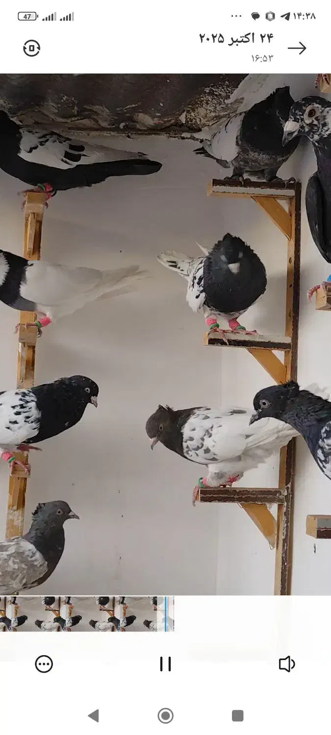 کفتر پرشی|پرنده|کاشمر, |دیوار