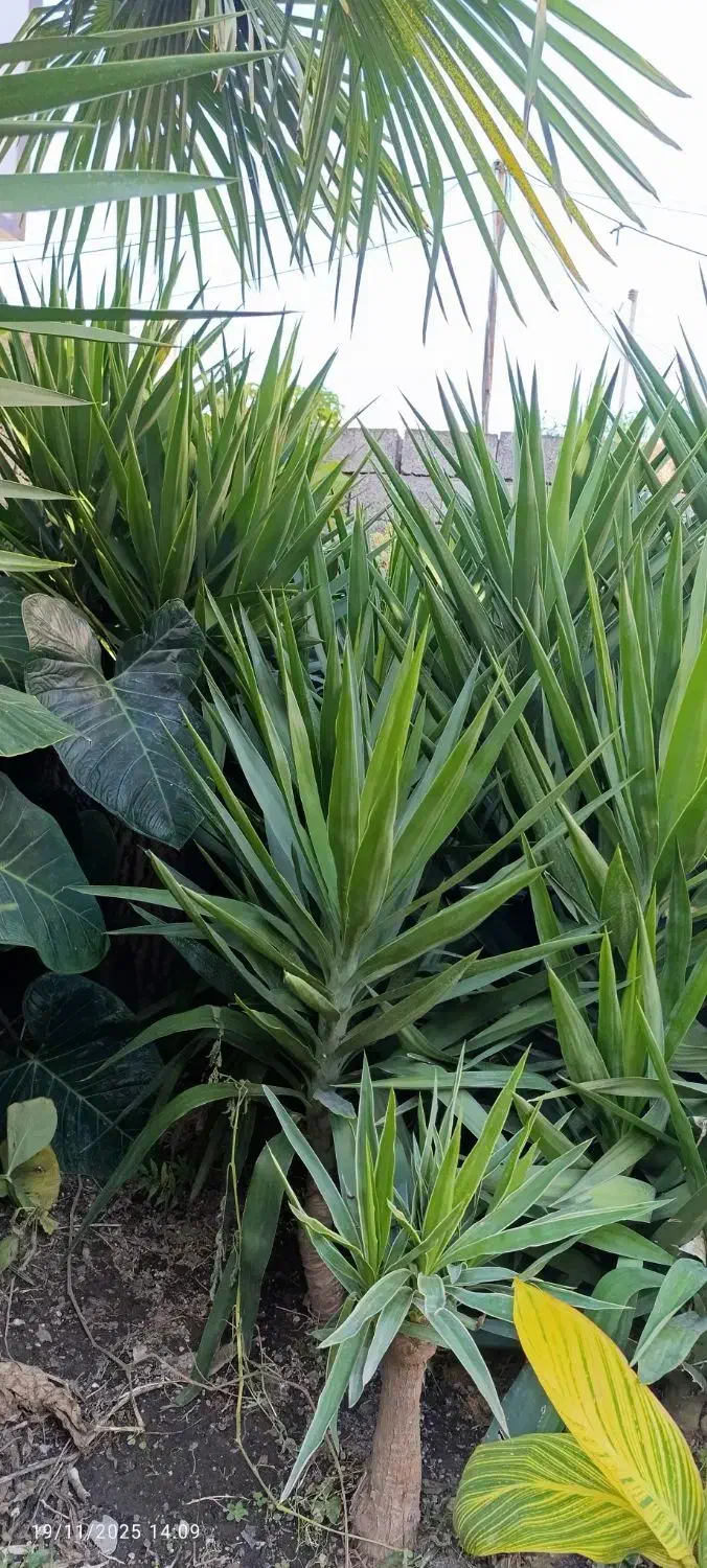 گل یوکا|گل و گیاه طبیعی|عباس‌آباد, |دیوار