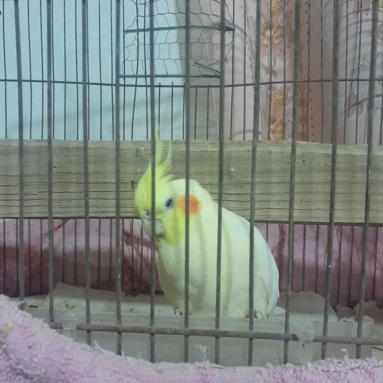 عروس هلندی|پرنده|اسفراین, |دیوار