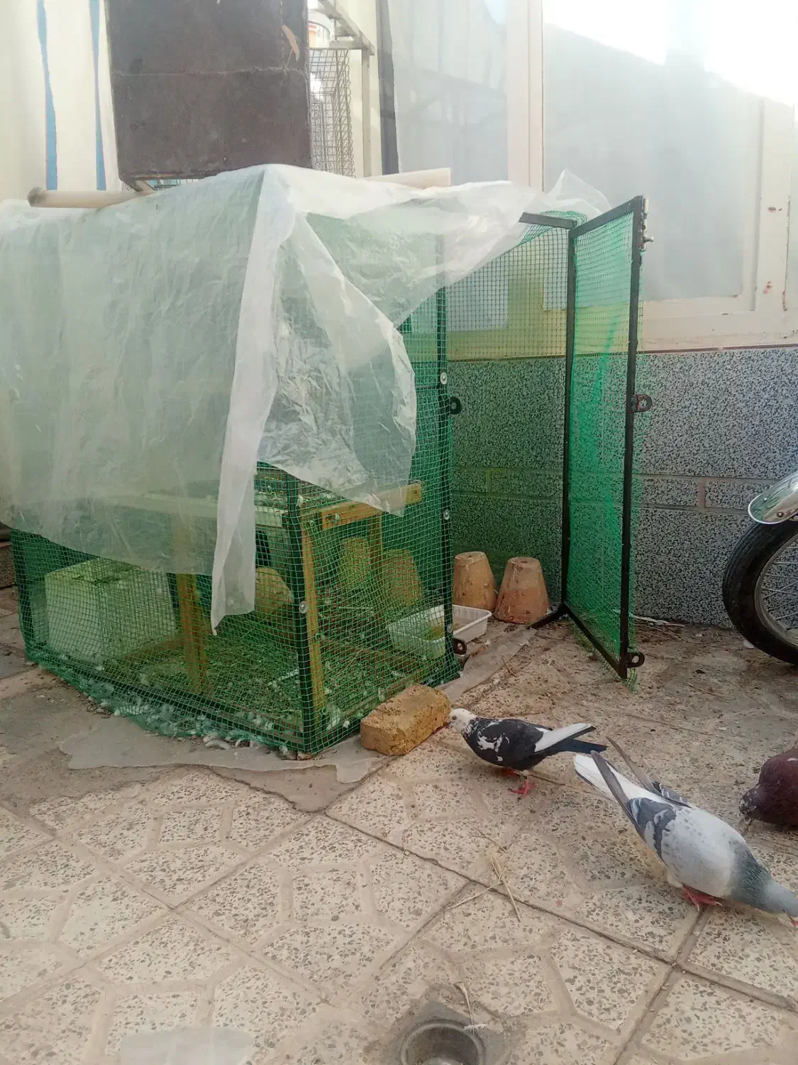 قفس کفتر|لوازم جانبی حیوانات|برخوار, |دیوار