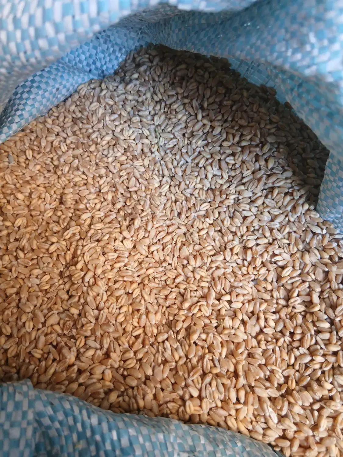 گندم آبی پیشگام|خدمات باغبانی و درختکاری|شیروان (لرستان), |دیوار