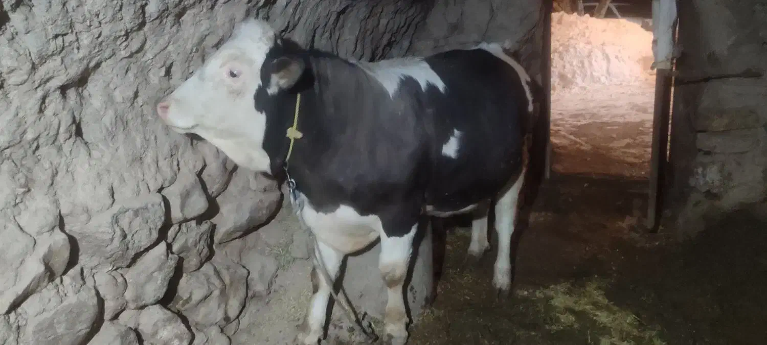 گوساله نر|حیوانات مزرعه|قیدار, |دیوار