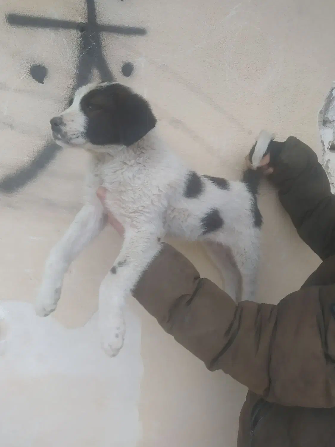 قدریجان افغانی|سگ|بروجرد, |دیوار